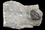 Detailed Gerastos Trilobite Fossil - Morocco #141679-1